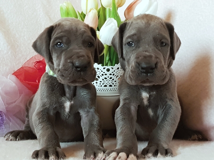 Litter Q - 3 weeks